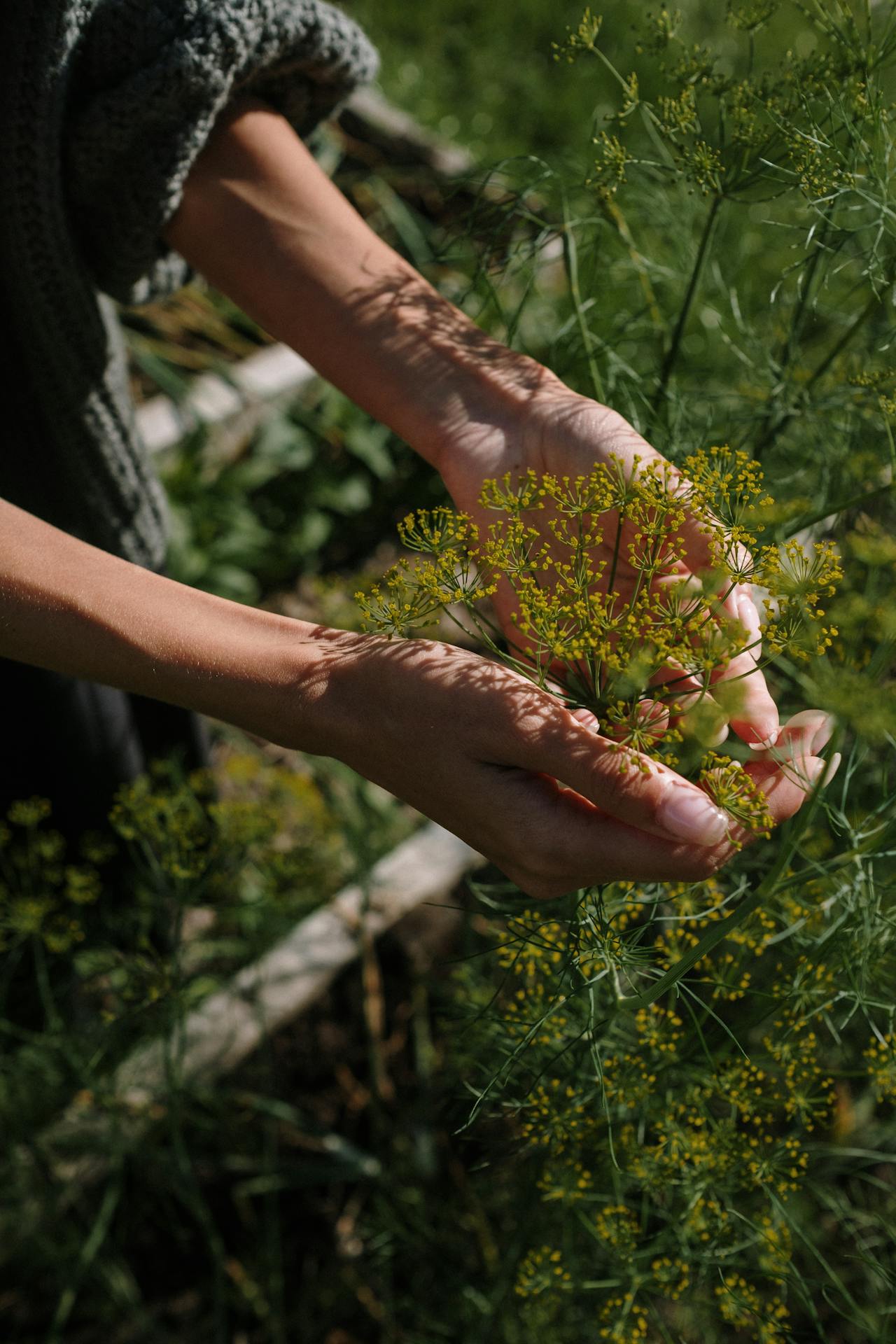 Manos entre plantas en la portada de Cropcare